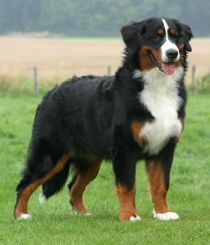 Nice Bernese Mountain Dog - Dog Breed