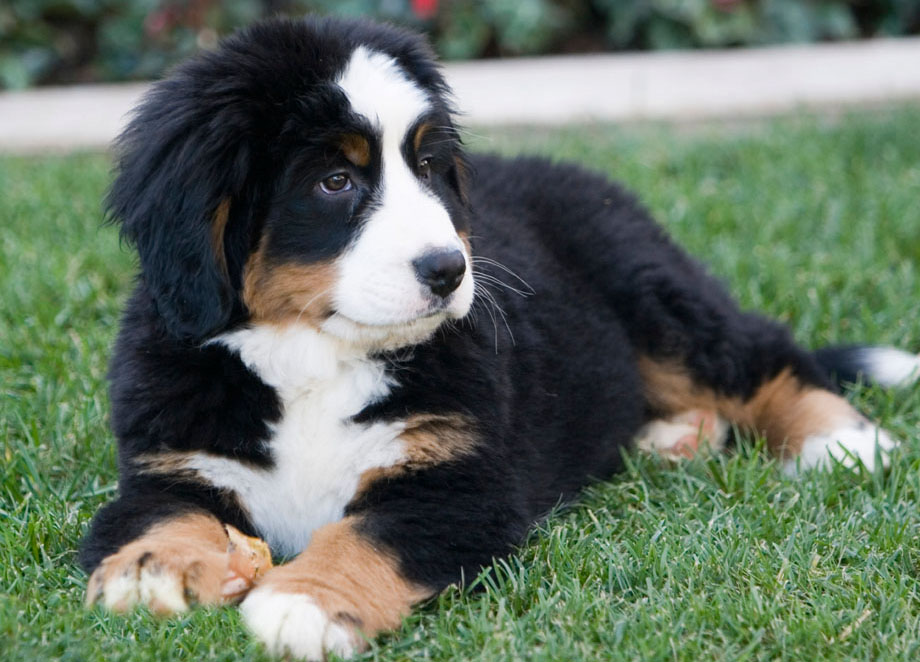 Cool Bernese Mountain Dog - Dog Breed