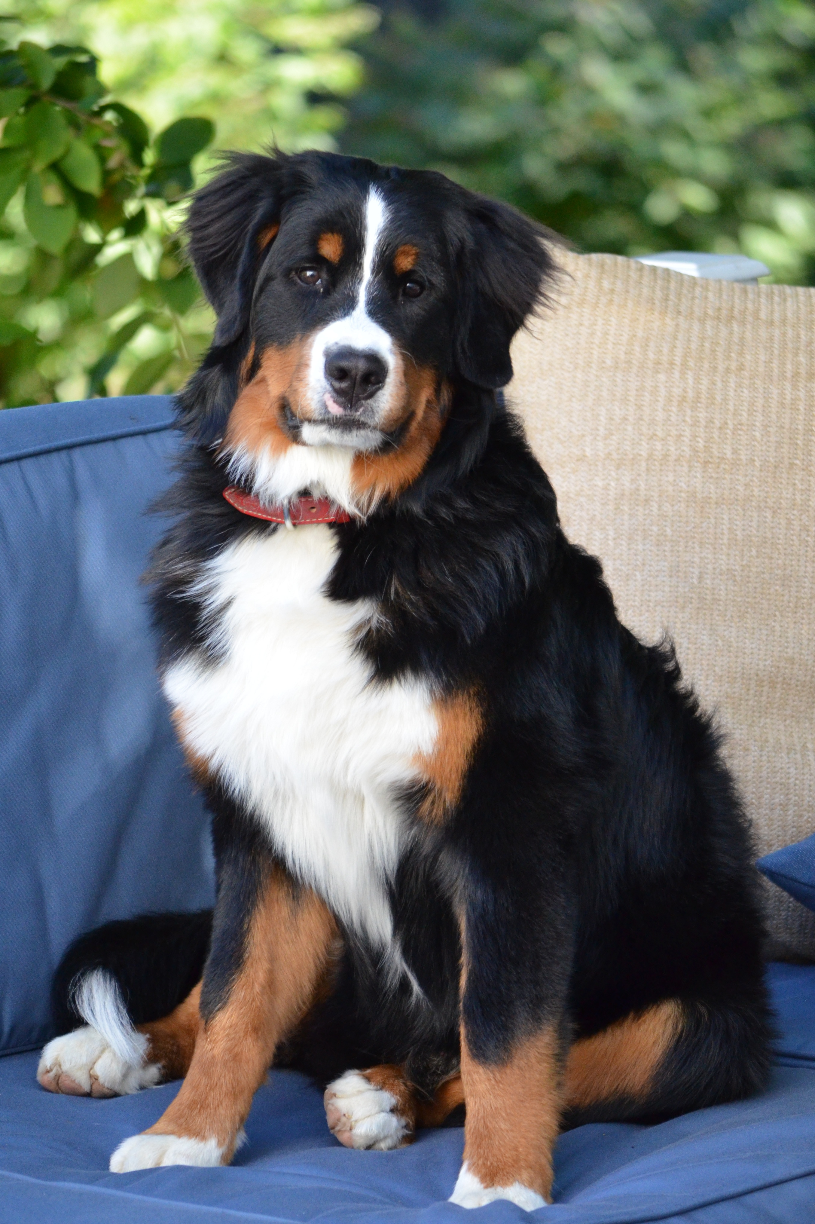 Pretty Bernese Mountain Dog - Dog Breed
