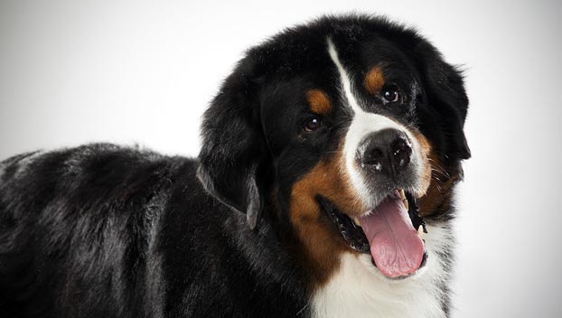 Wallpaper Bernese Mountain Dog - Dog Breed