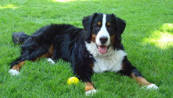 Photo Bernese Mountain Dog - Dog Breed