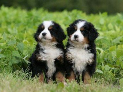 Bernese Mountain Dog - Dog Breed photo 
