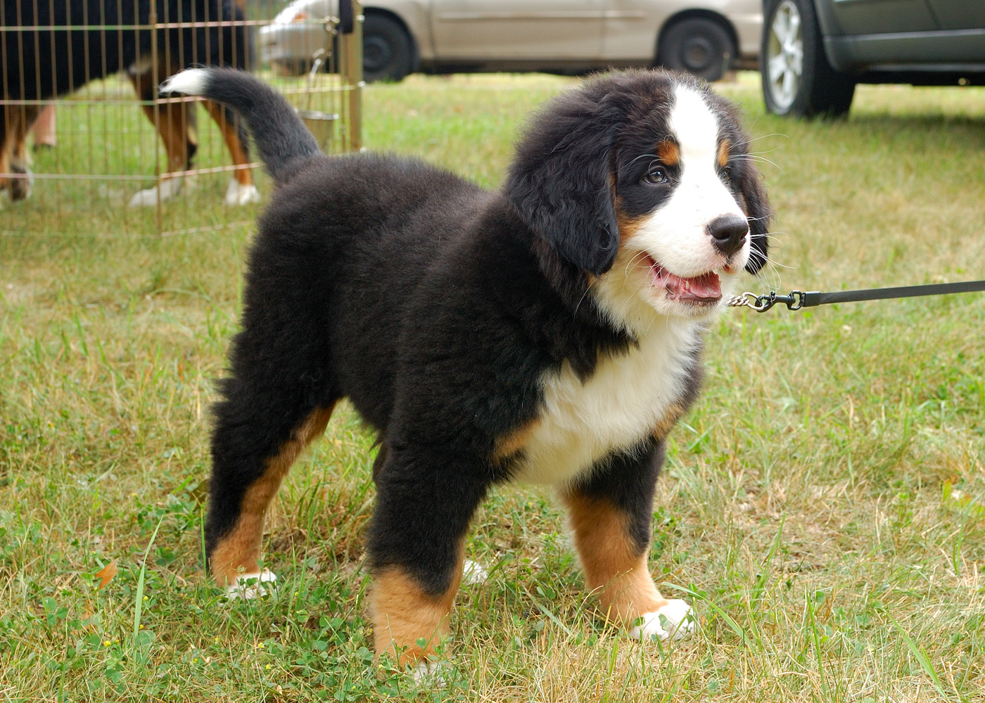 Bernese Mountain Dog - Dog Breed wallpaper