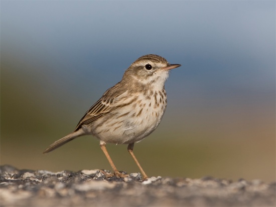 Berthelot’s pipit