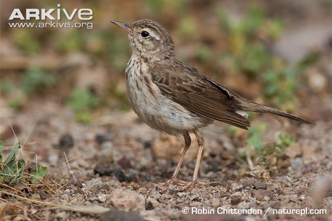 Pretty Berthelot’s pipit
