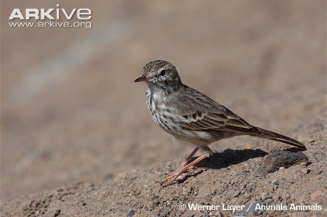 Pretty Berthelot’s pipit