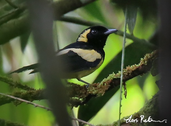 Biak monarch