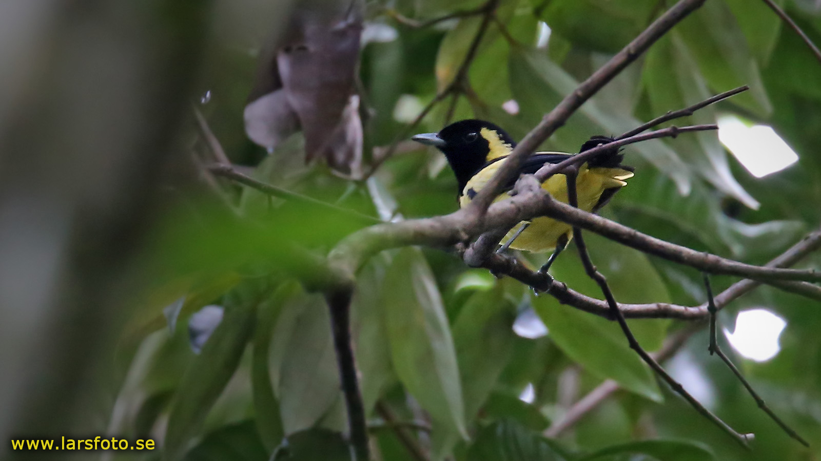 Pretty Biak monarch