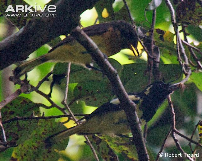 Pretty Biak monarch