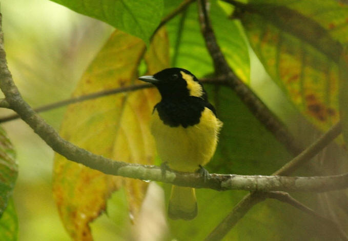 Pretty Biak monarch