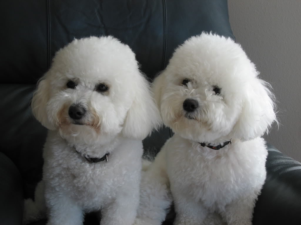 Cool Bichon Frise - Dog Breed