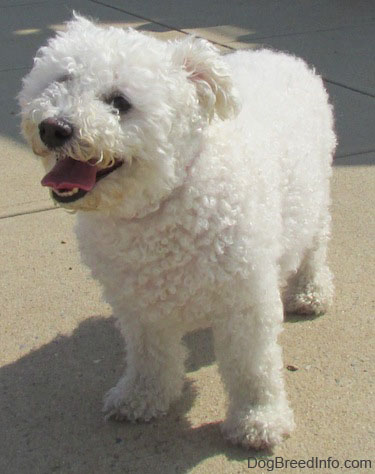 Pretty Bichon Frise - Dog Breed
