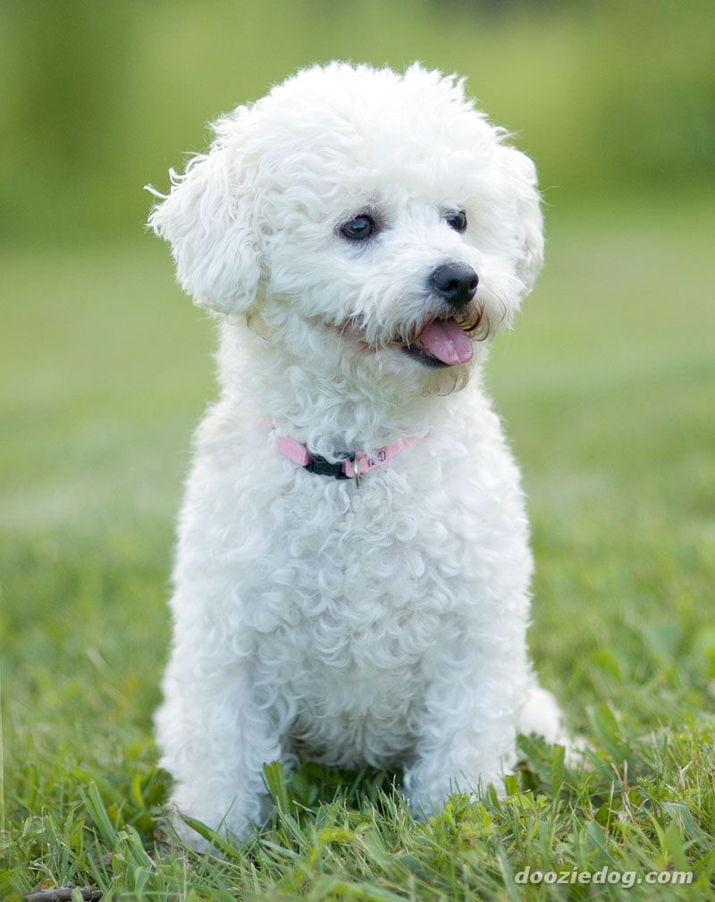 Wallpaper Bichon Frise - Dog Breed