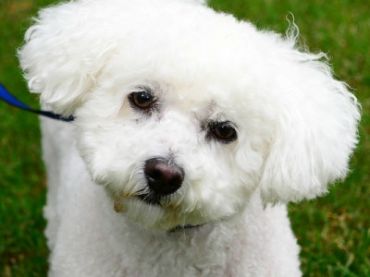 Bichon Frise - Dog Breed photo 