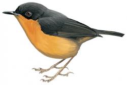 Bicolored mouse-warbler