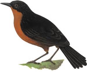 Pretty Bicolored mouse-warbler