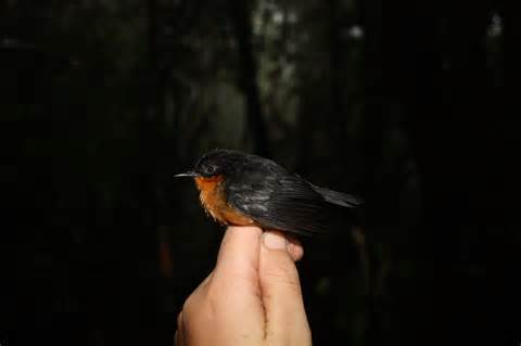 Pretty Bicolored mouse-warbler
