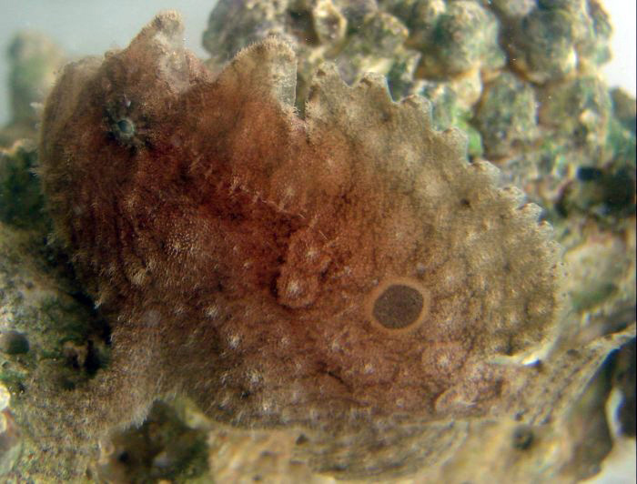 Pretty Big-eye frogfish
