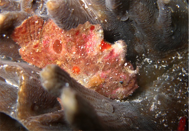 Pretty Big-eye frogfish