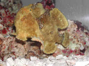 Pretty Big-eye frogfish