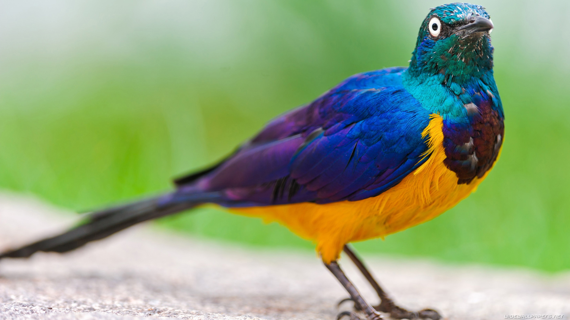 Nice Bird