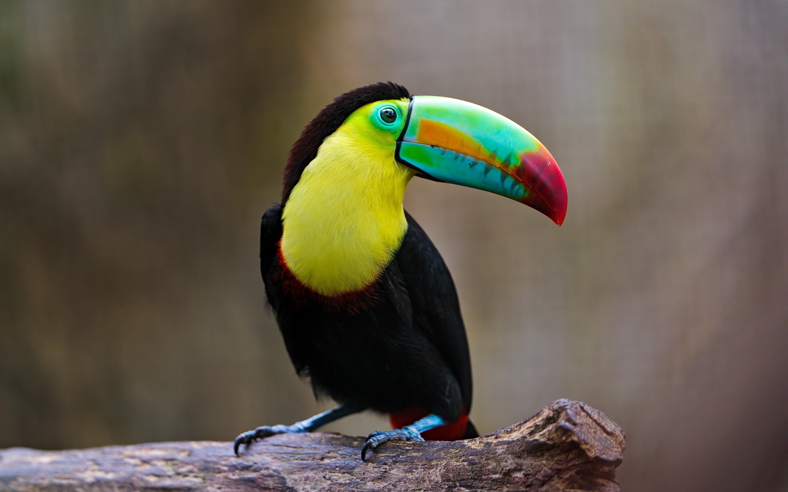 Cool Bird