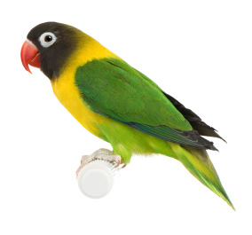 Pretty Bird