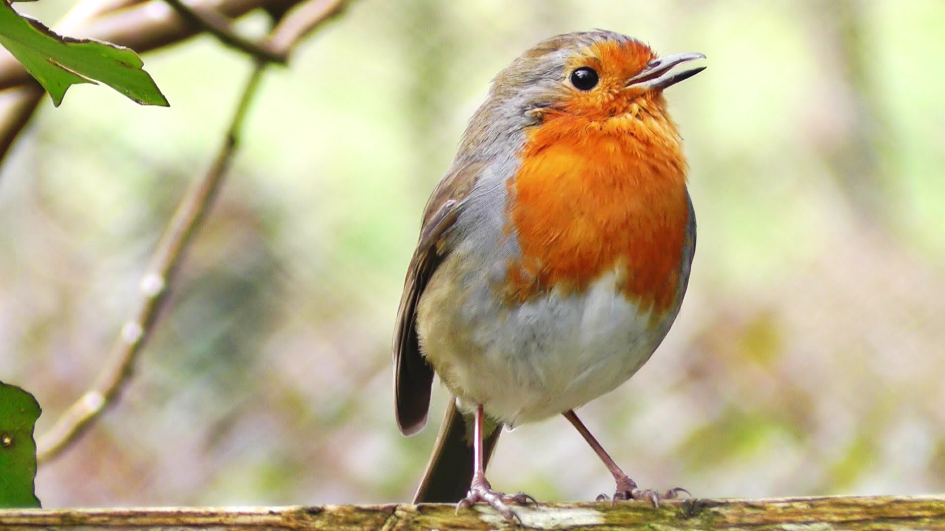 Cute Bird