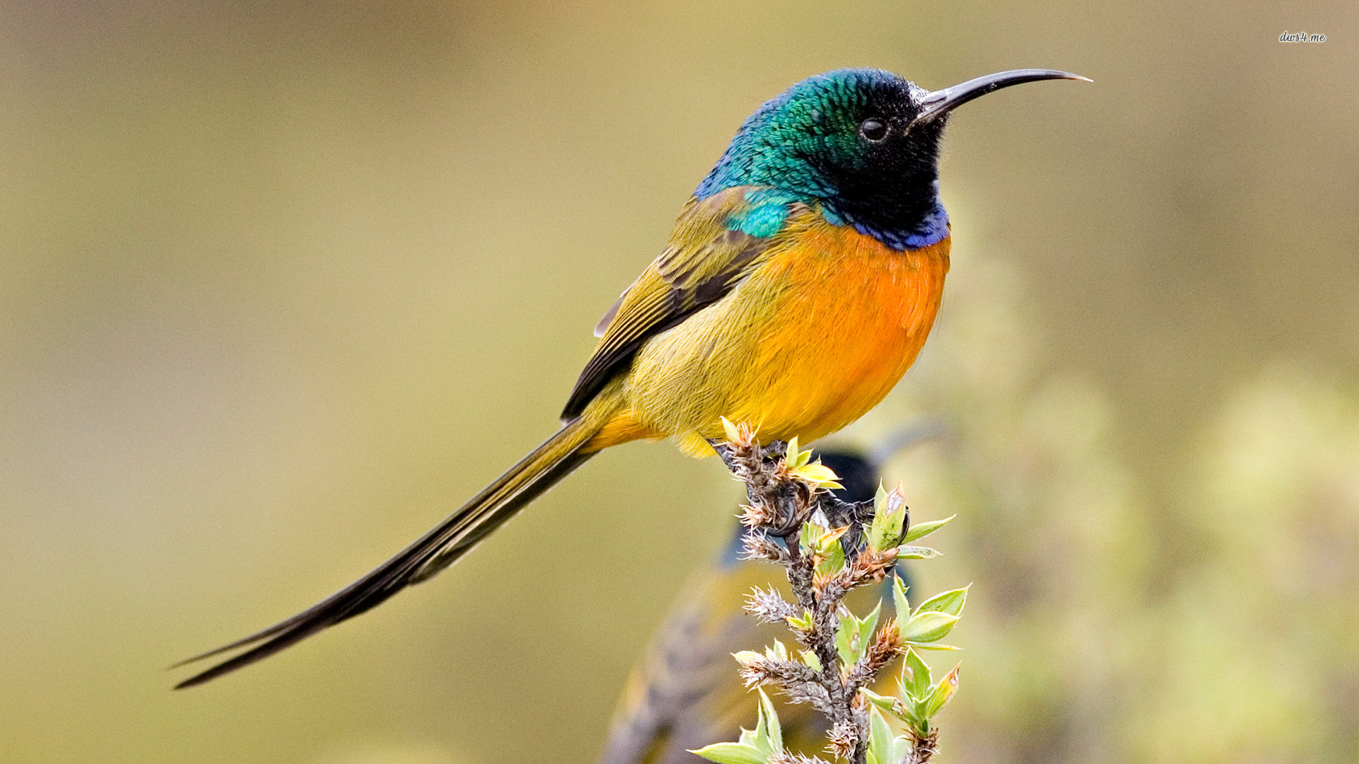Photo Bird