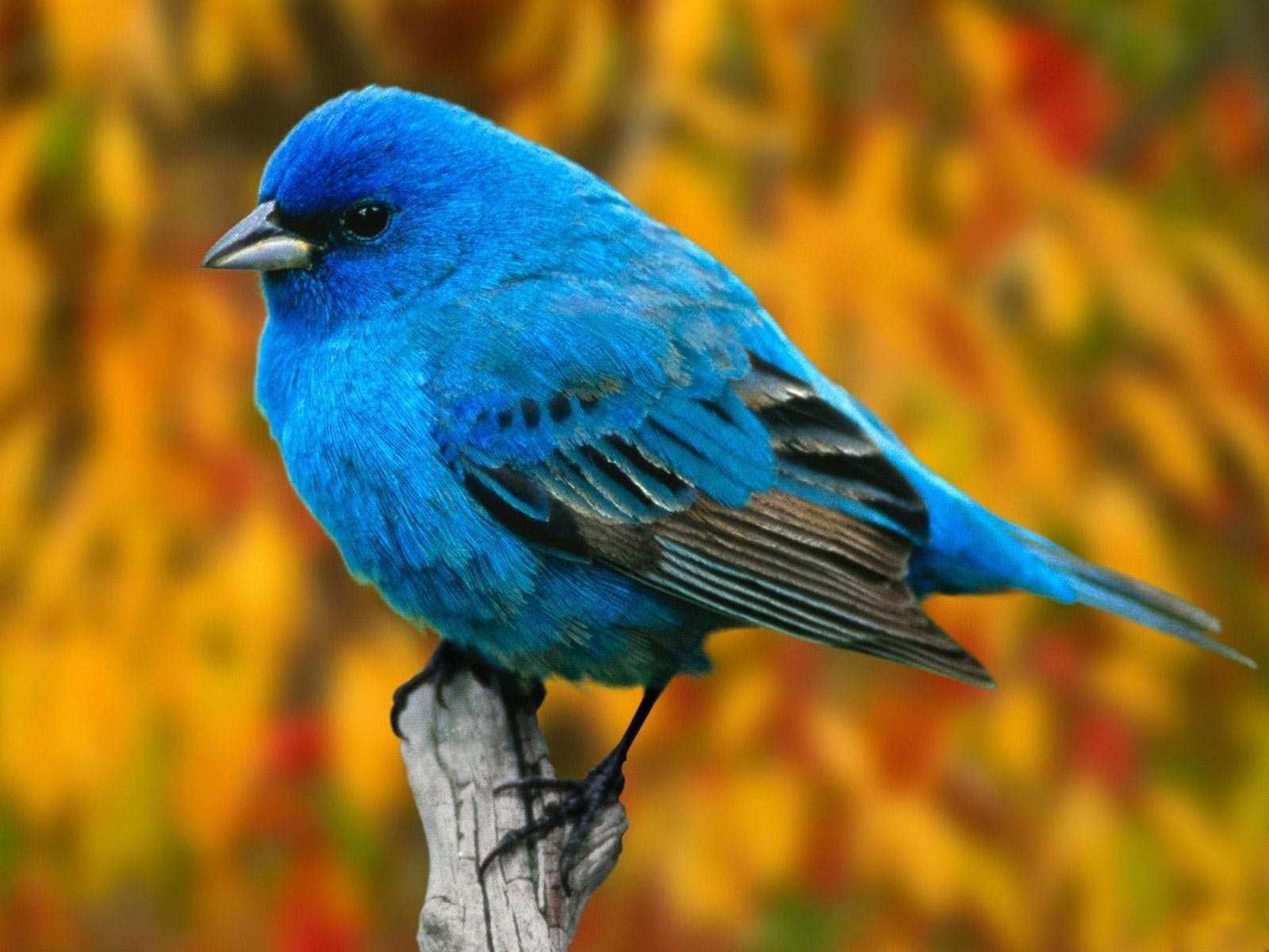 Bird photo 