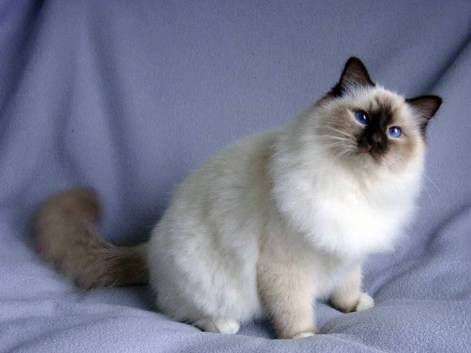 Birman - Cat Breed