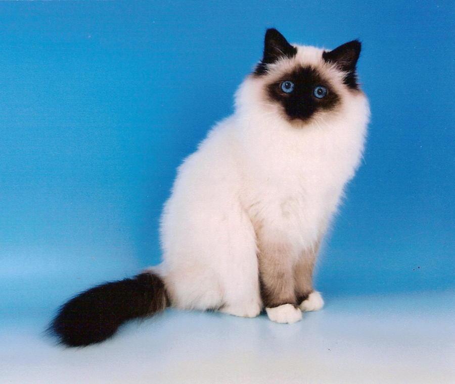 Nice Birman - Cat Breed