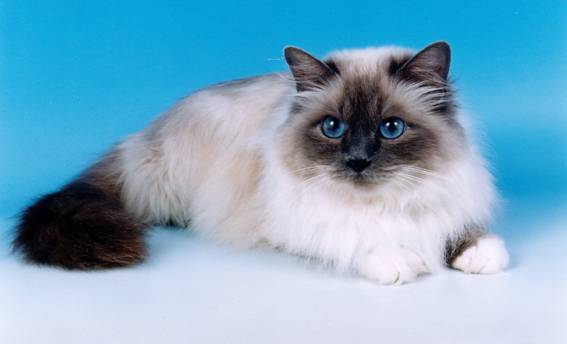 Cool Birman - Cat Breed