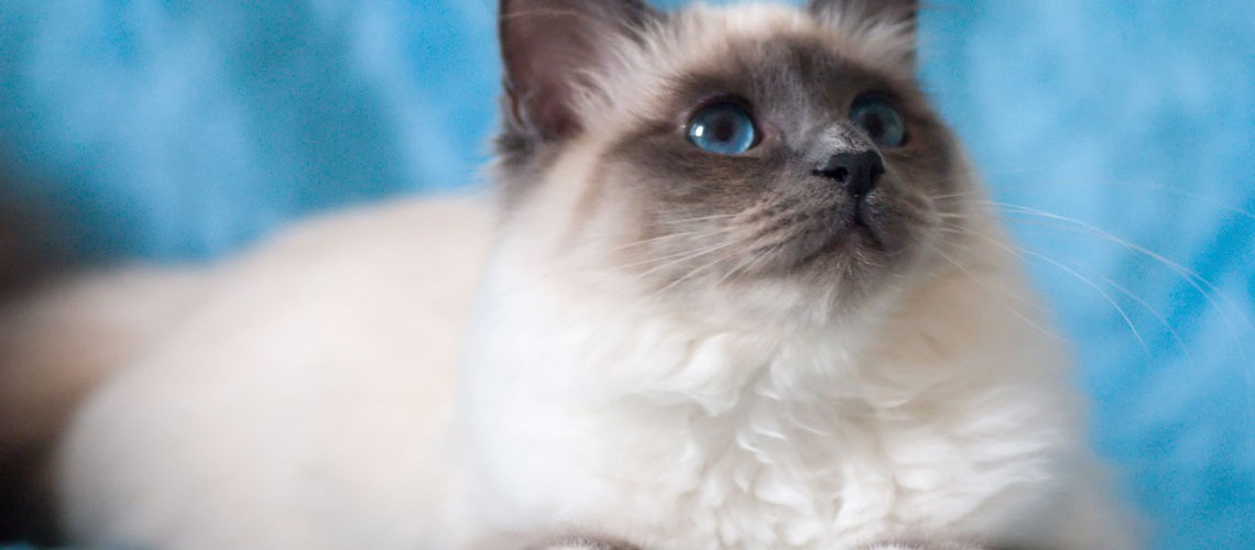 Pretty Birman - Cat Breed