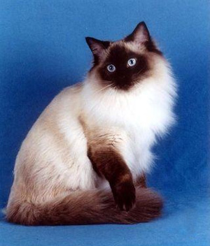 Cute Birman - Cat Breed