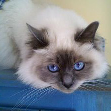 Wallpaper Birman - Cat Breed