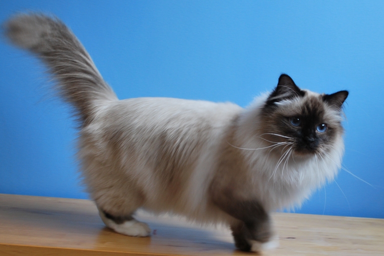 Photo Birman - Cat Breed