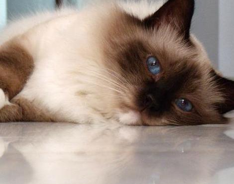 Birman - Cat Breed photo 