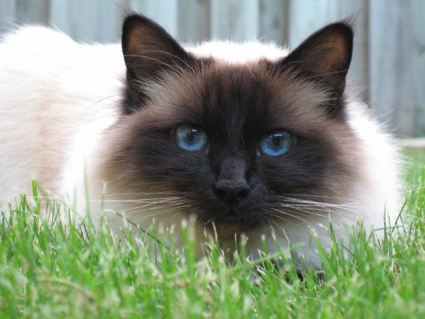 Birman - Cat Breed wallpaper