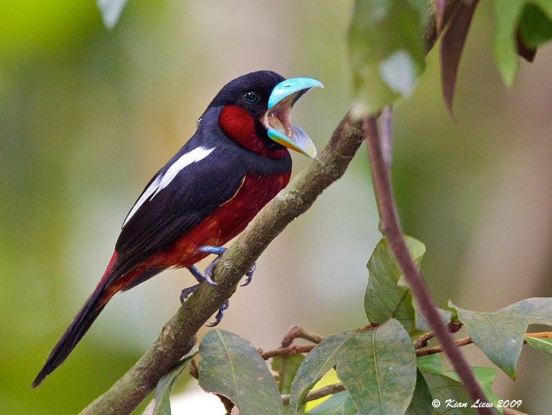 Black-and-red broadbill