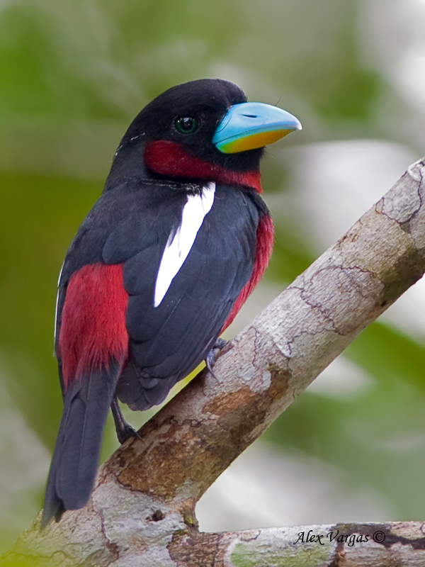 Pretty Black-and-red broadbill