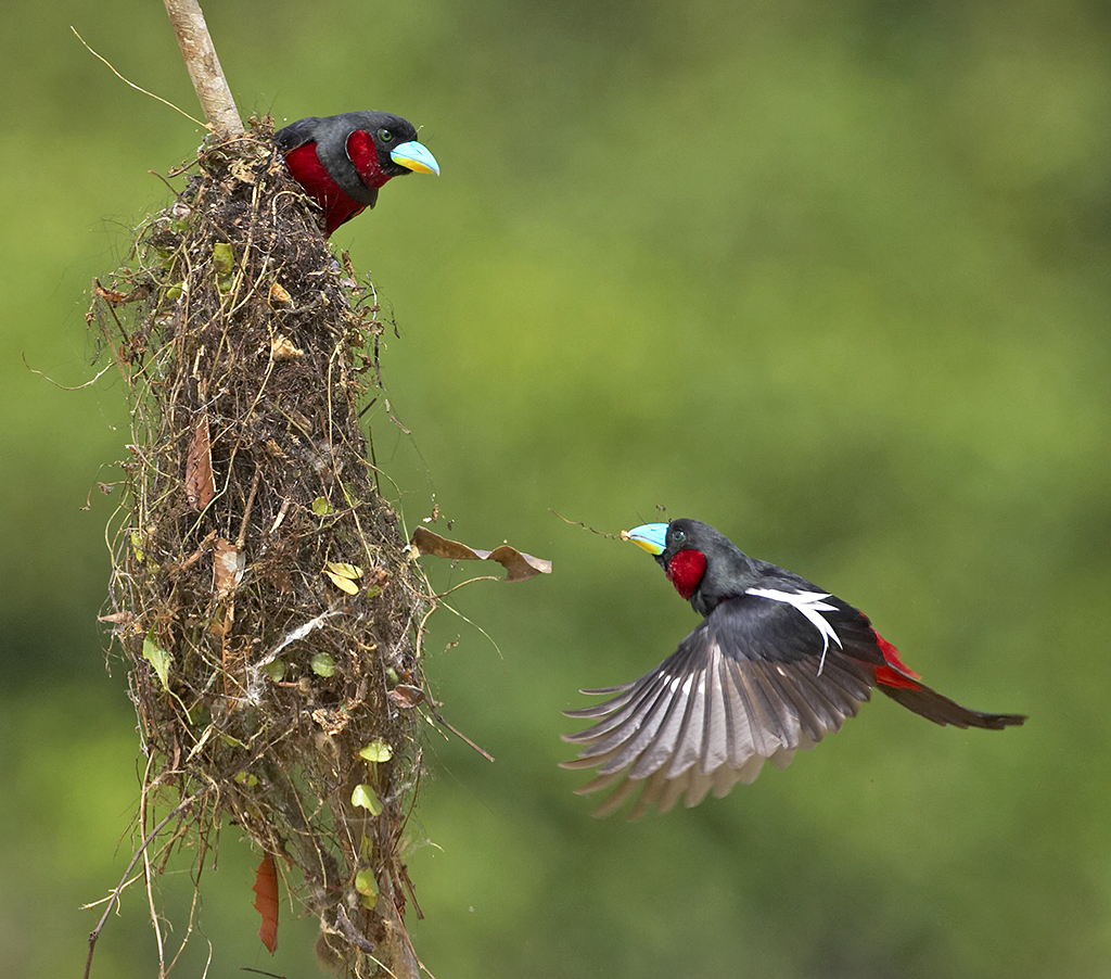 Pretty Black-and-red broadbill