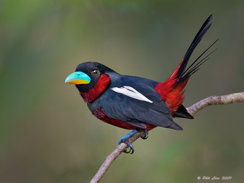 Pretty Black-and-red broadbill