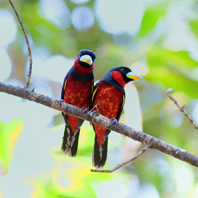 Pretty Black-and-red broadbill