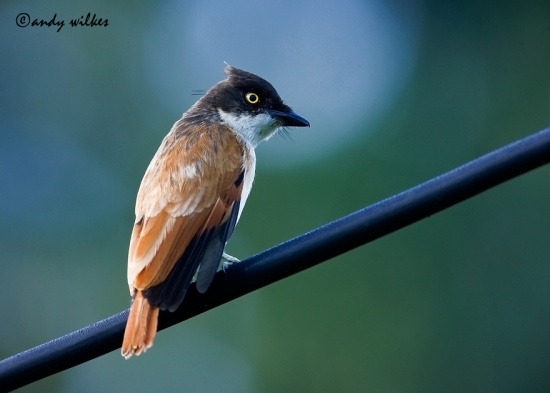 Black-and-white flycatcher