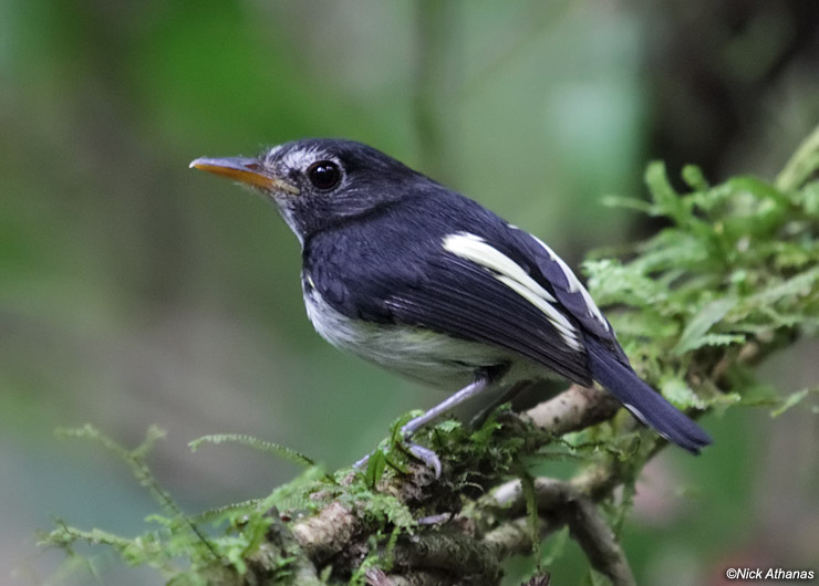 Pretty Black-and-white flycatcher