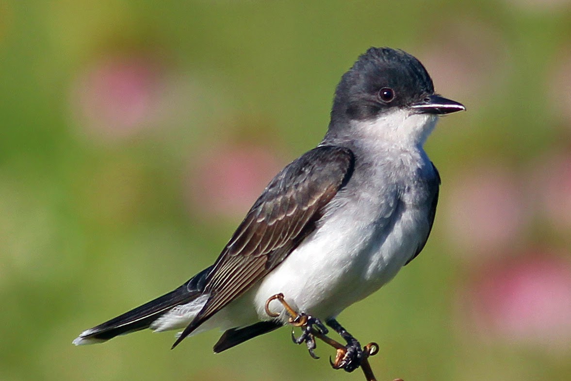Pretty Black-and-white flycatcher