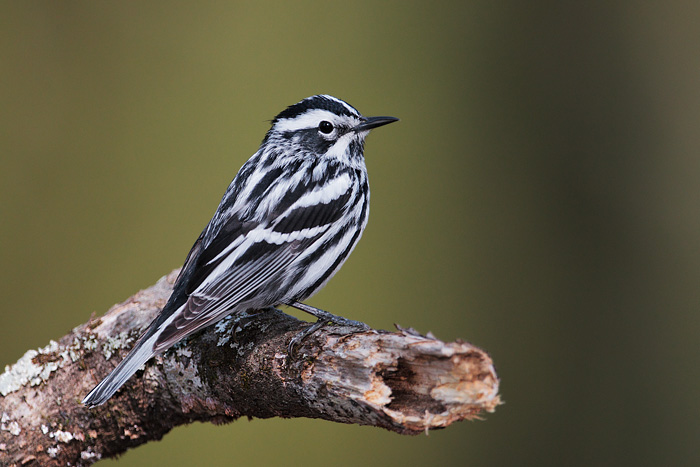 Black-and-white warbler