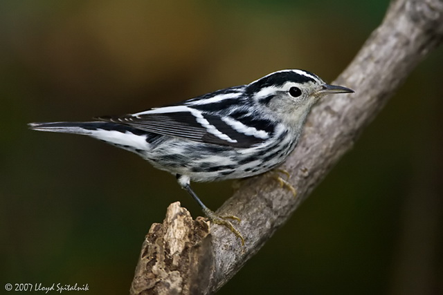 Pretty Black-and-white warbler