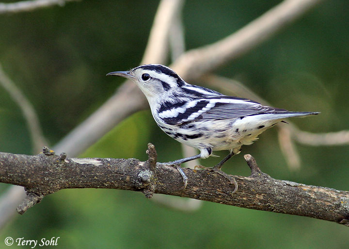 Pretty Black-and-white warbler